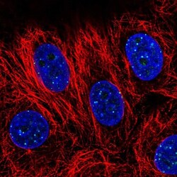 CENPT Antibody, Novus Biologicals 0.1mL; Unlabeled:Antibodies, Polyclonal